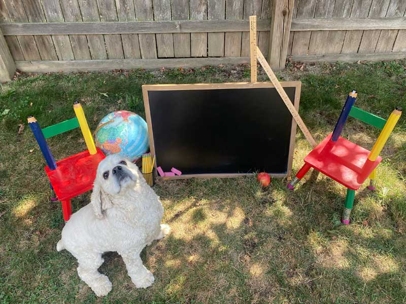 Back to School 2024 Photoshoot at Beverly's Pet Resort