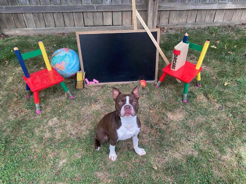 Back to School 2024 Photoshoot at Beverly's Pet Resort