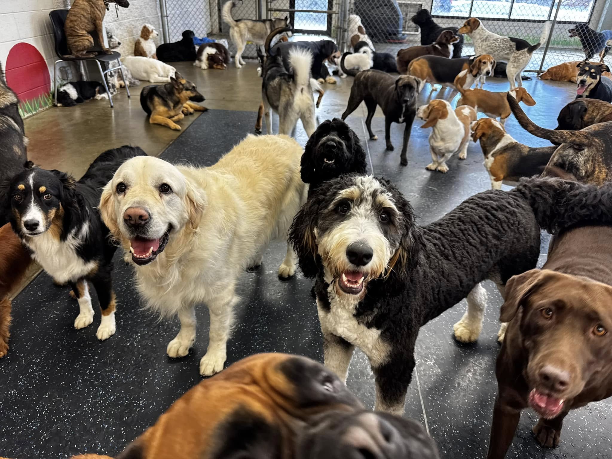 Romp Room Fun at Beverly's Pet Resort - January 2025