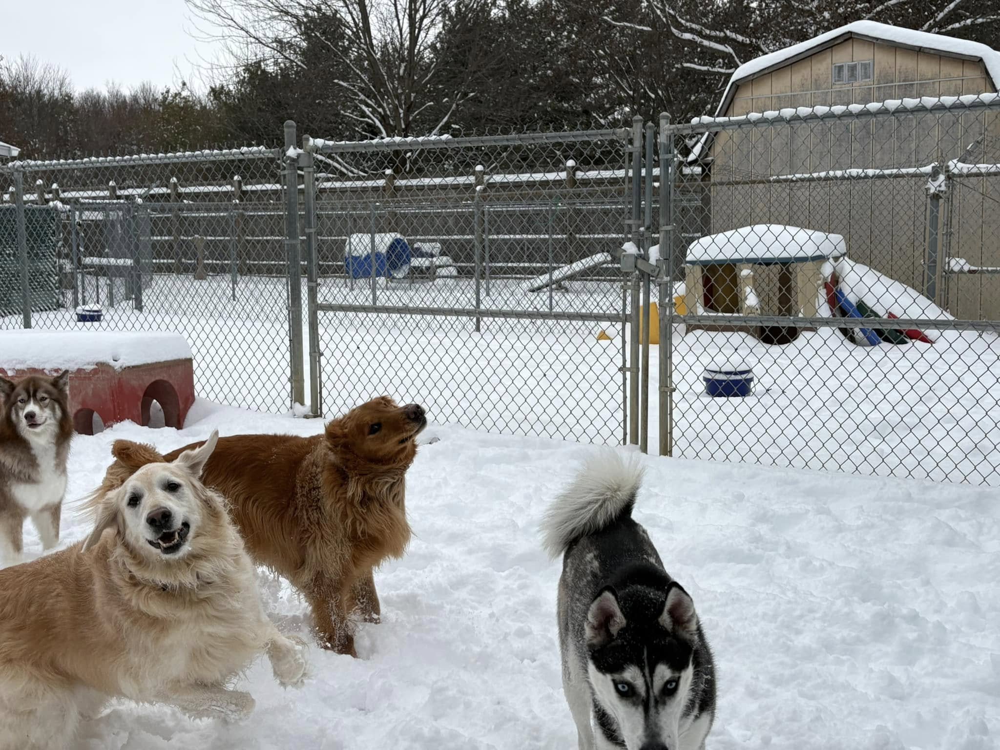 Outdoor Fun at Beverly's Pet Resort - January 2025