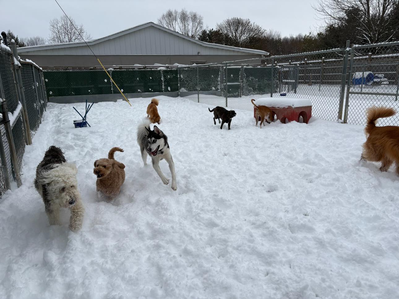 Outdoor Fun at Beverly's Pet Resort - January 2025