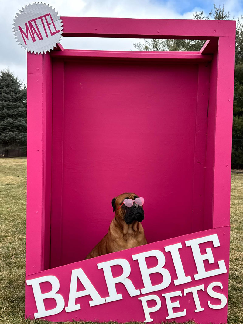 Valentine’s Day 2025 Photoshoot at Beverly's Pet Resort