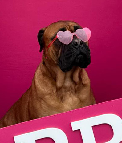 Valentine’s Day 2025 Photoshoot at Beverly's Pet Resort