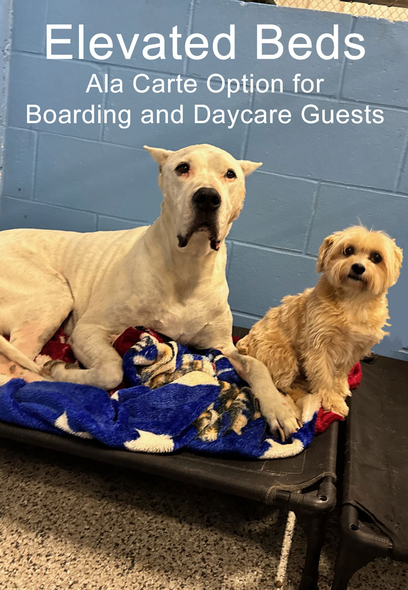 Elevated Beds are an Option for Boarding and Daycare Guests