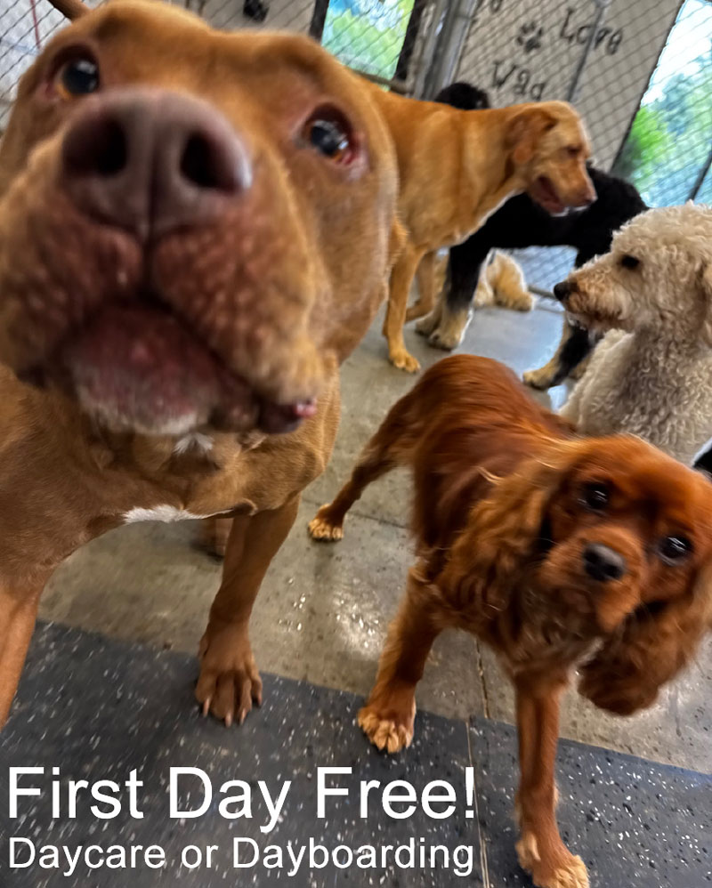 First Day of Doggy Daycare or Doggy Dayboarding is Free!