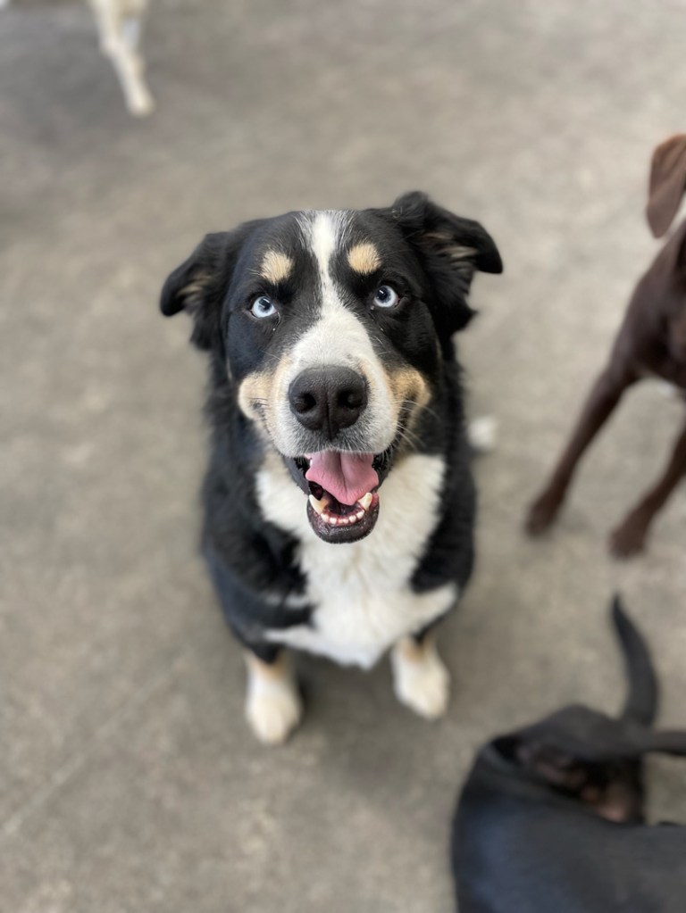 Daycare Pup of the Month: Maui