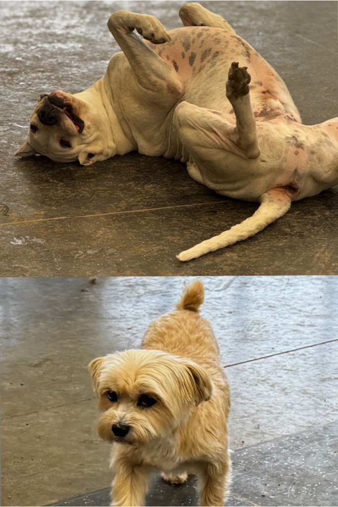 Boarding Pups of the Month: Ruger & Winnie