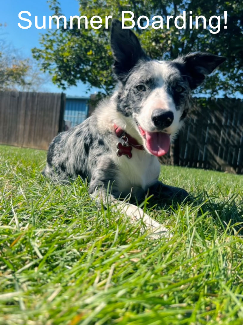 Summer Weekends Book Full Quick at Beverly’s Pet Resort