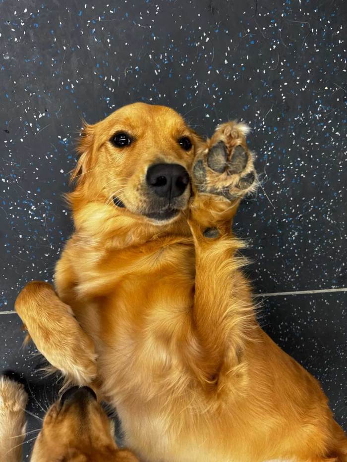 Daycare Pup of the Month: Banks