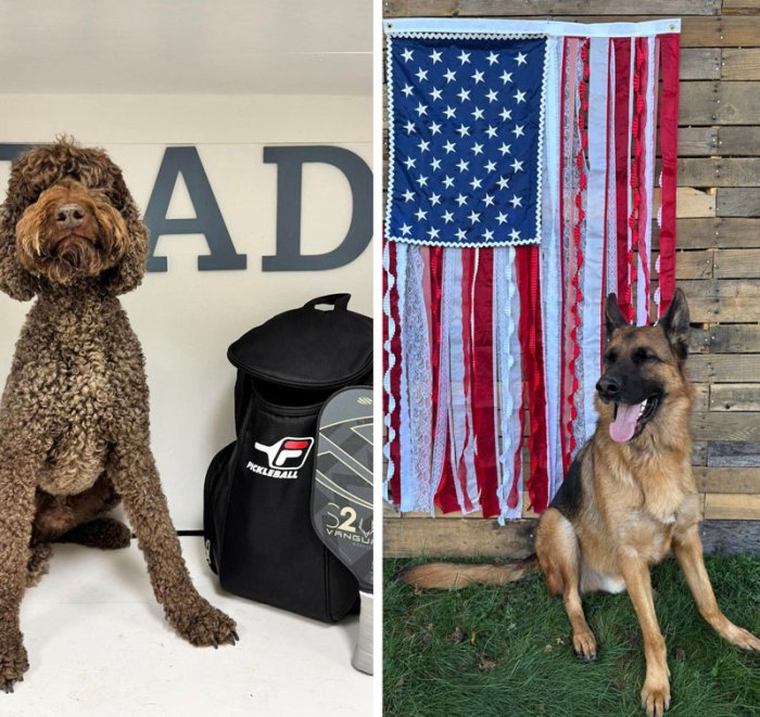 June and July 2025 Photoshoots at Beverly's Pet Resort