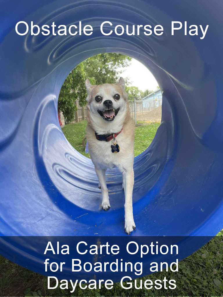 Obstacle Course Play Ala Carte Option for Boarding and Daycare Guests