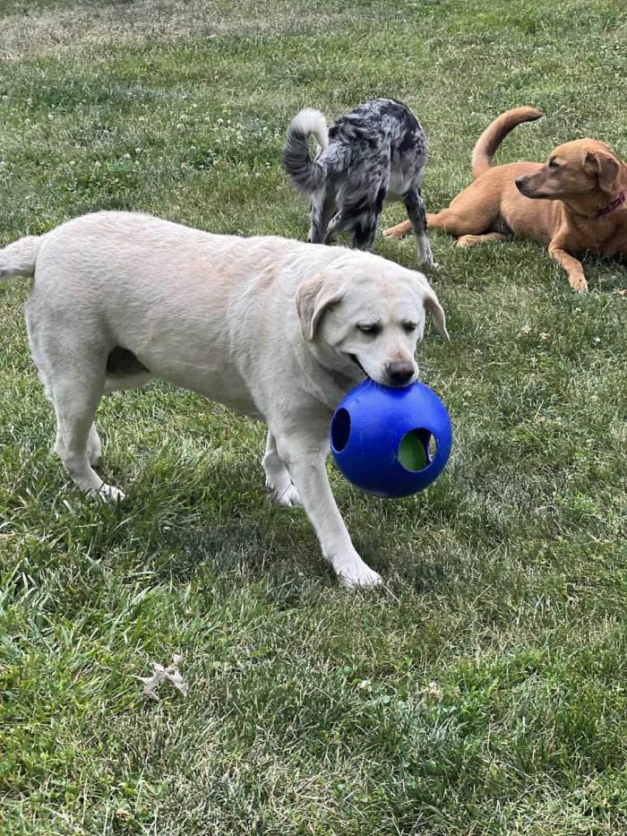 Boarding Pups of the Month: River & Sammy