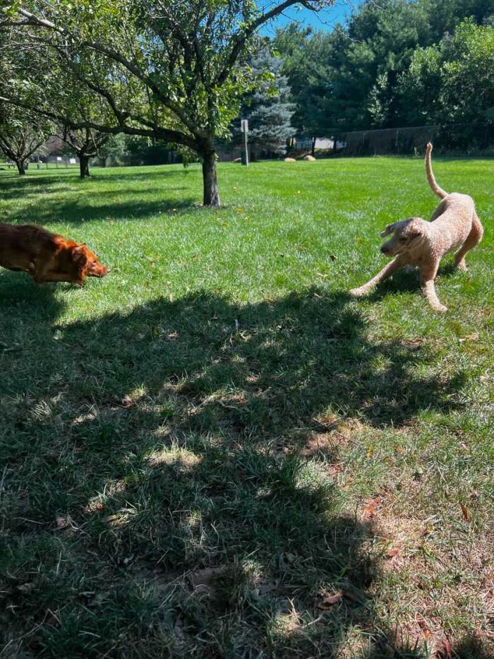 Bark Park Pups of the Month: Zeke & Phoebe