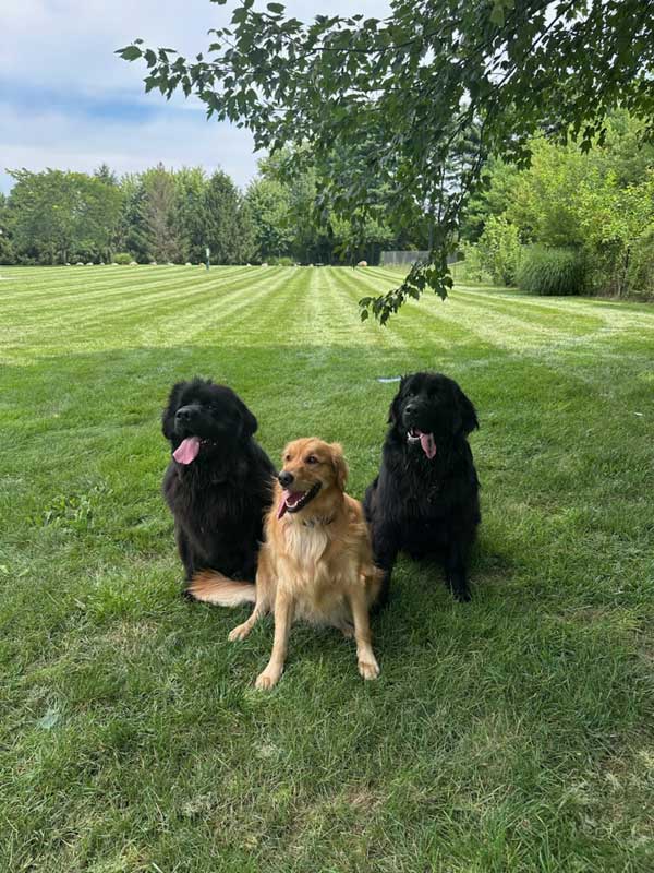 Bark Park Pups of the Month: Baylor, Beckett, & Maverick