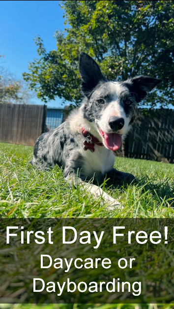 First Day of Doggy Daycare or Doggy Dayboarding is Free!