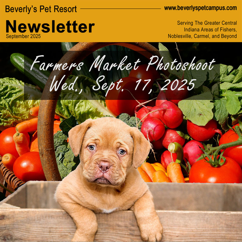 Farmers Market Photoshoot is Sept. 17 – Brooke’s Training Session is Featured Option of the&nbsp;Month