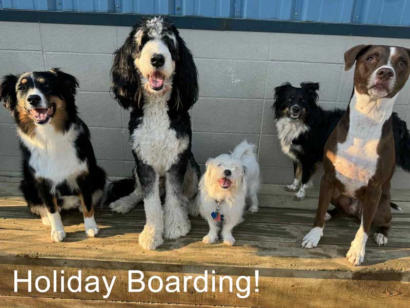 Beverly’s Pet Resort Holiday Stays Book Full Quickly!