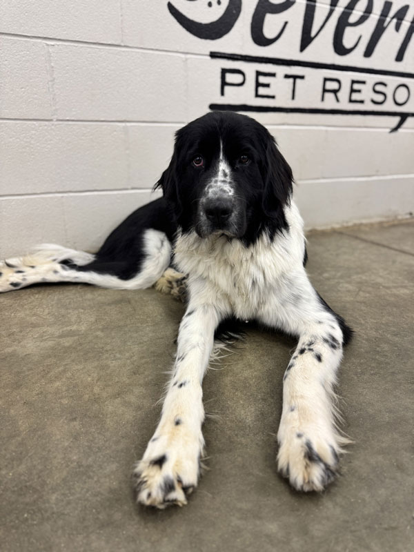 Daycare Pup of the Month: Nike