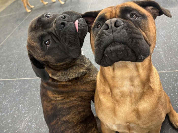 Boarding Pups of the Month: Ruby & Rambo
