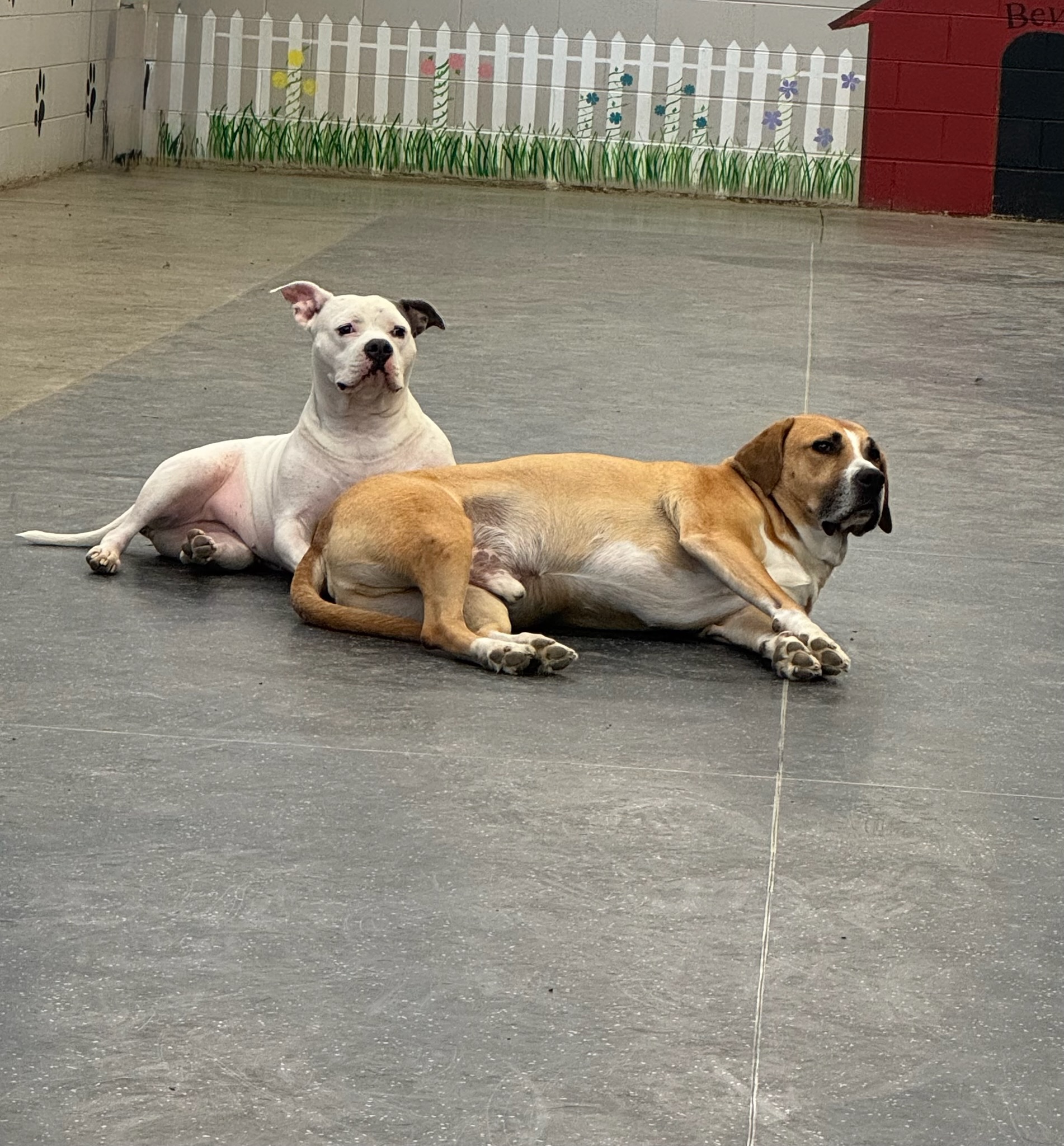 Daycare Pups of the Month - Boo & Dexter