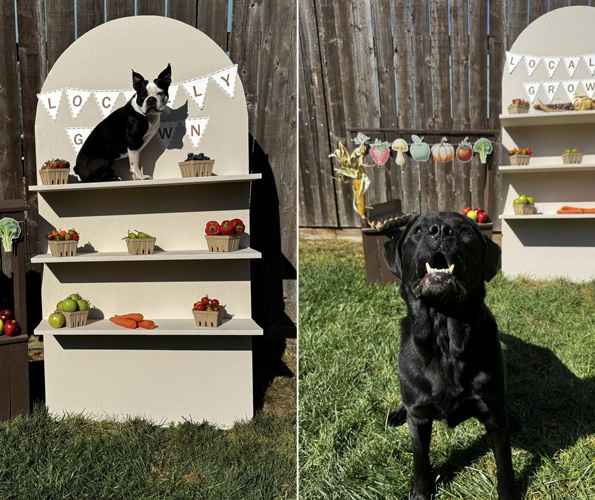 Farmers Market 2025 at Beverly's Pet Resort