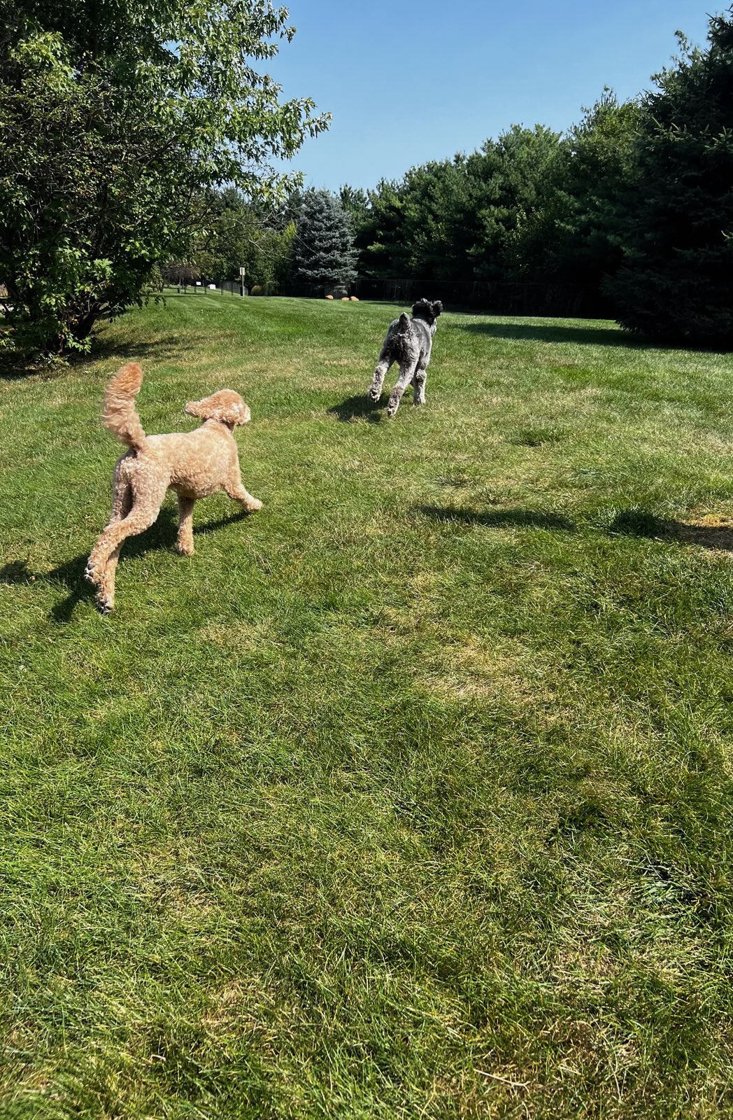Bark Park Pups of the Month - Mo & Larry