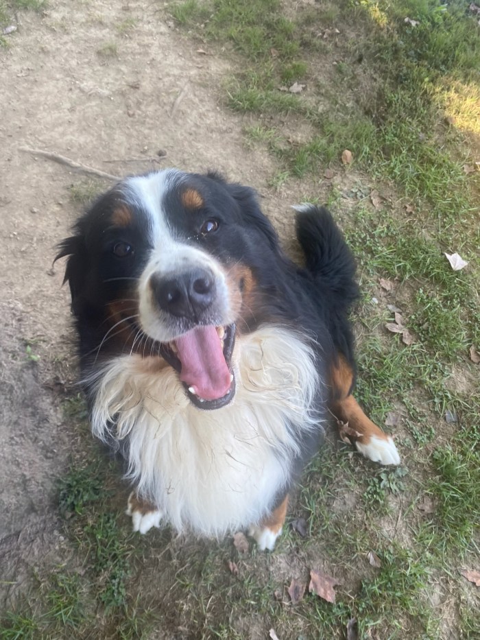 Boarding Pup of the Month - Sonny