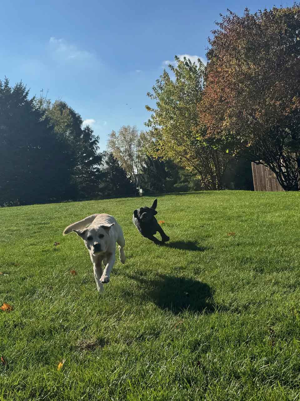 Bark Park Pups of the Month – Bean & Bruno