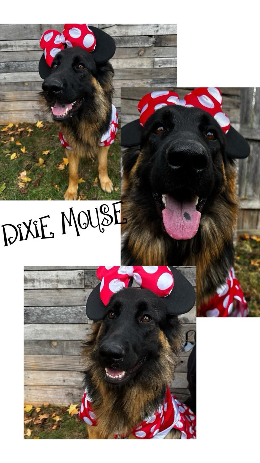 Dixie Mouse - 1st Place in Costume Contest