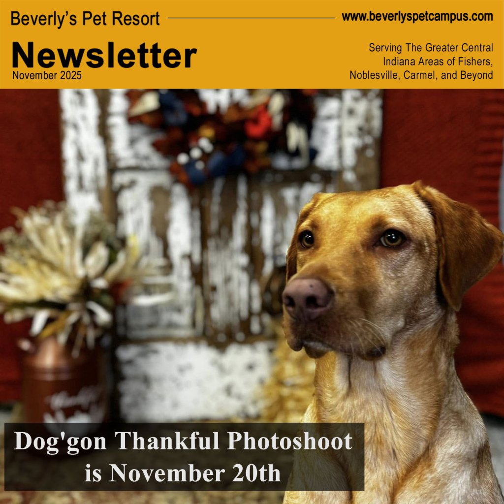 Thanksgiving Photoshoot November 20th, Bark Park Adventure&nbsp;Anytime