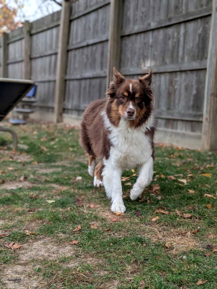 Boarding Pup of the Month - Mack