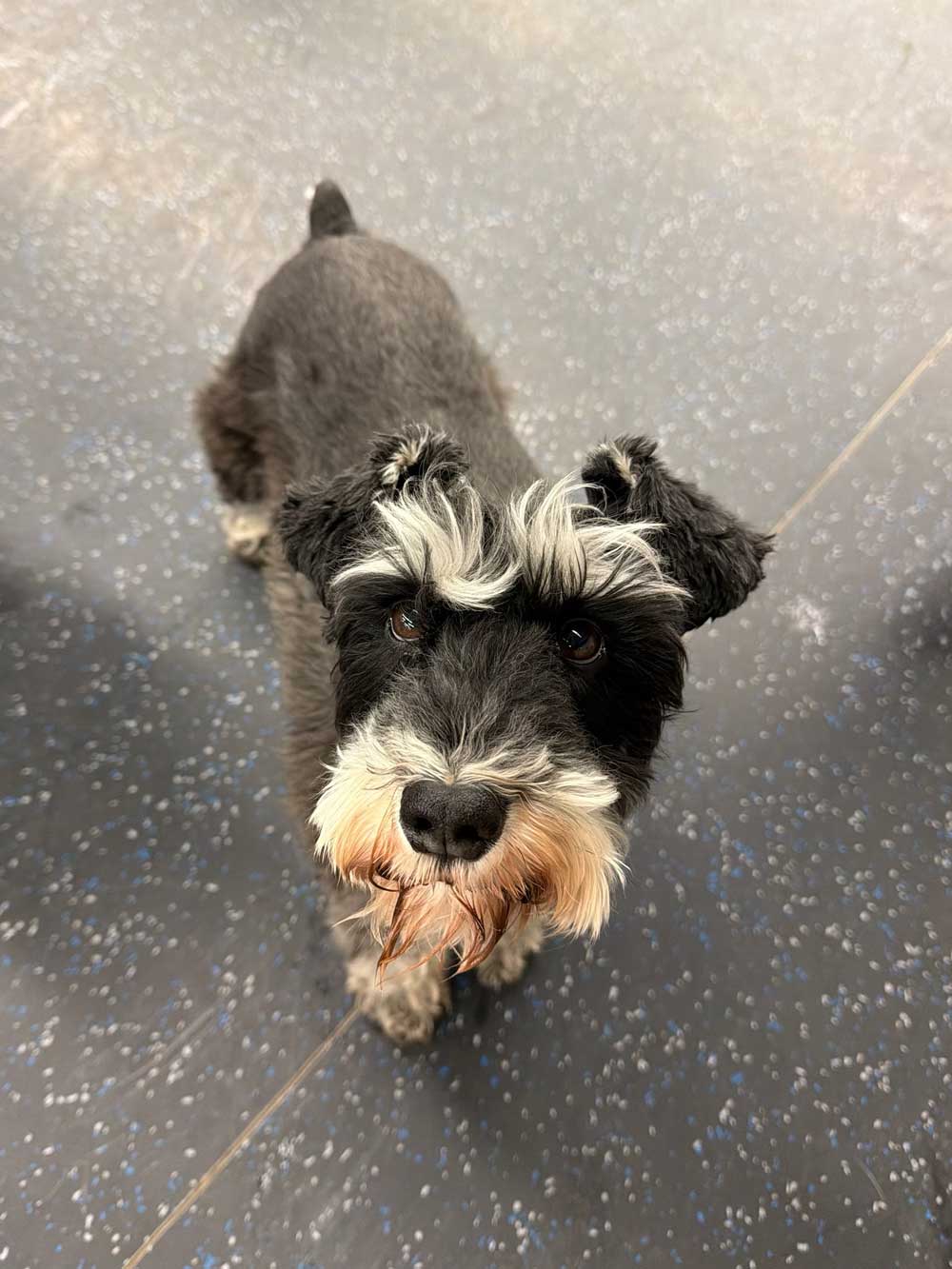 Daycare Pup of the Month: Brody