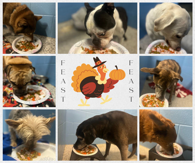 Thanksgiving Feast 2025 at Beverly's Pet Resort