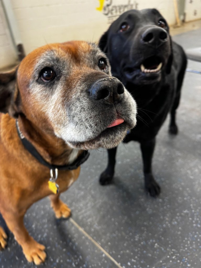 Boarding Pups of the Month: Rizzo & Norton