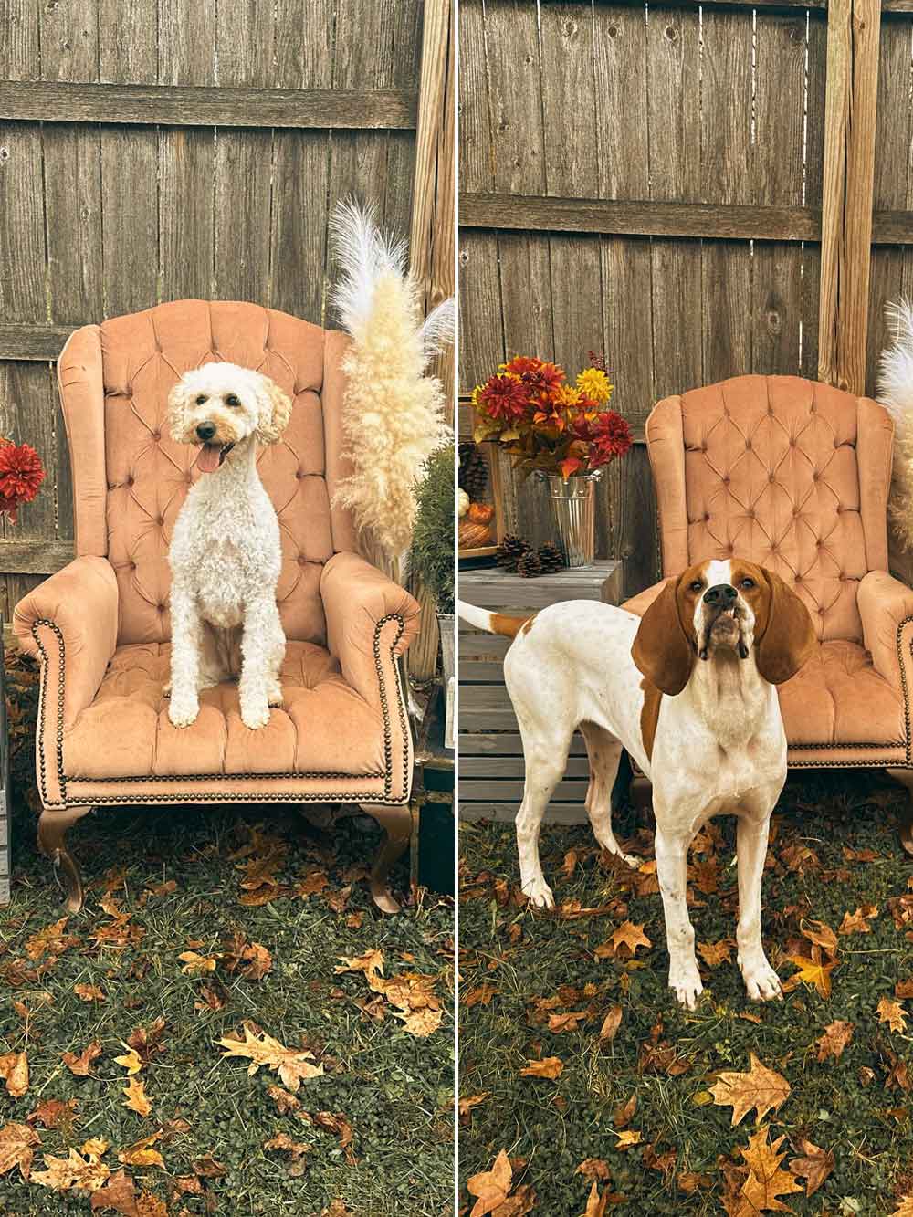 Pawfully Thankful For Each Pup