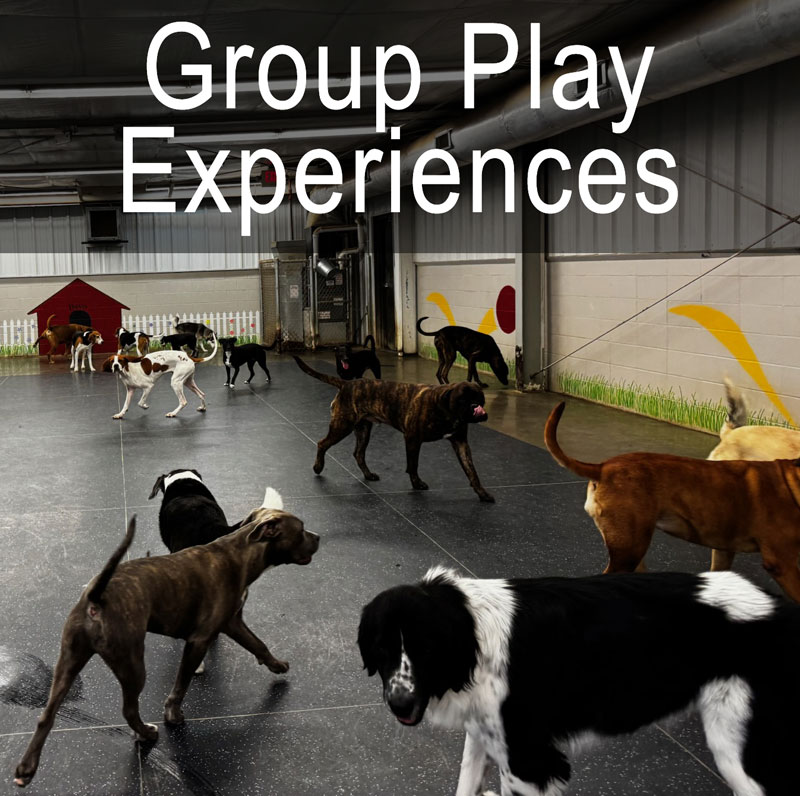 Group Play Experiences