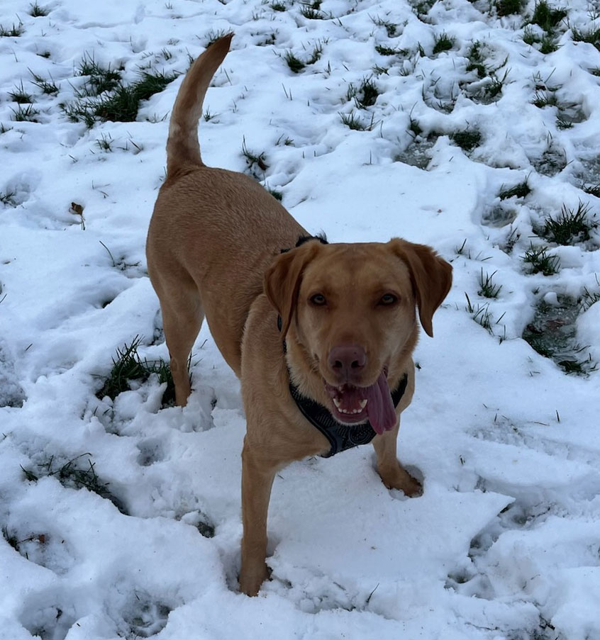 Bark Park Pup of the Month: Luna