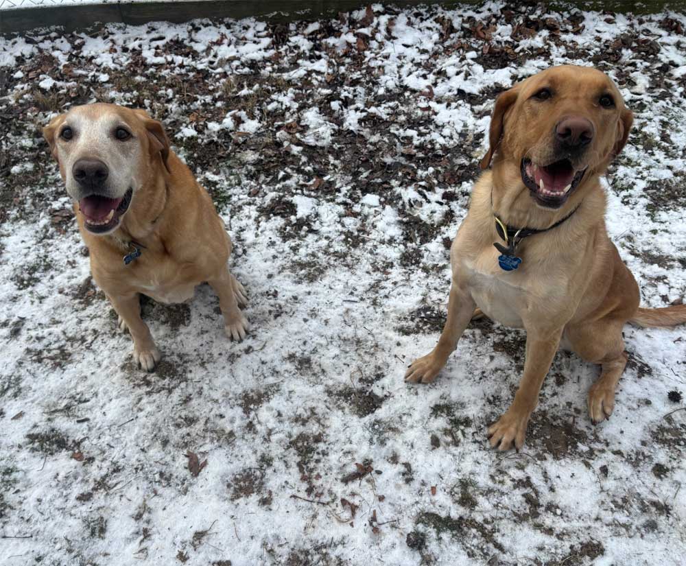 Boarding Pups of the Month: Max & Ruby