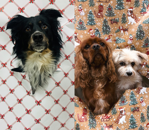 Unwrap the Howlidays Photoshoot