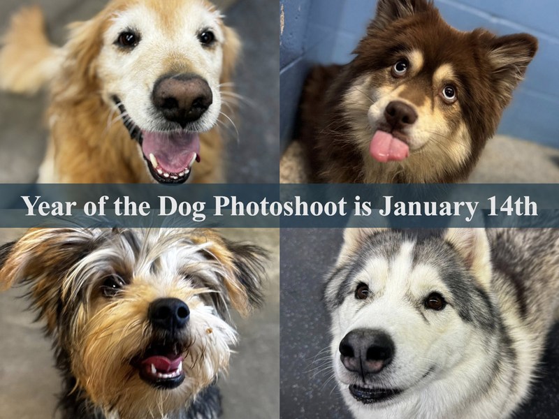 Year of the Dog Photoshoot is January 14; Group Play is Featured Option of the&nbsp;Month