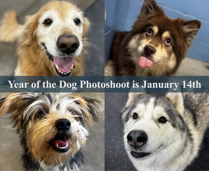 Year of the Dog Photoshoot is January 14; Group Play is Featured Option of the&nbsp;Month