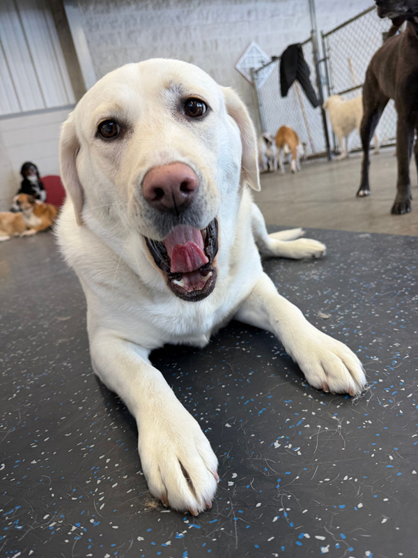 Daycare Pup of the Month: Bailey