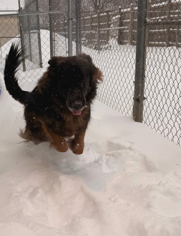 Boarding Pup of the Month: Blaze