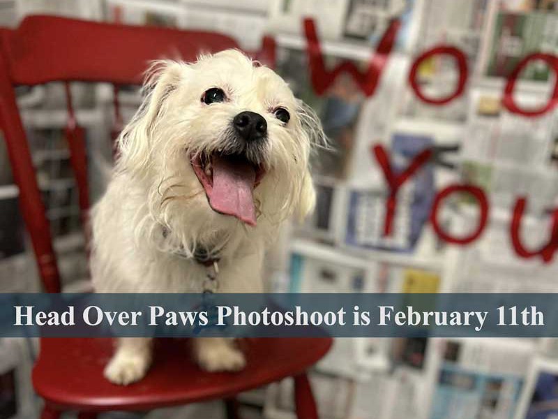 Head Over Paws Photoshoot is February 11; Pawsome Progress Update is Featured Option of the&nbsp;Month