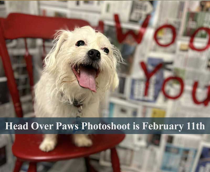 Head Over Paws Photoshoot is February 11; Pawsome Progress Update is Featured Option of the&nbsp;Month