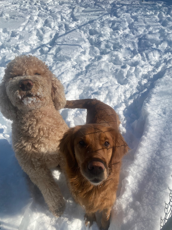 Bark Park Pups of the Month: Zeke and Phoebe
