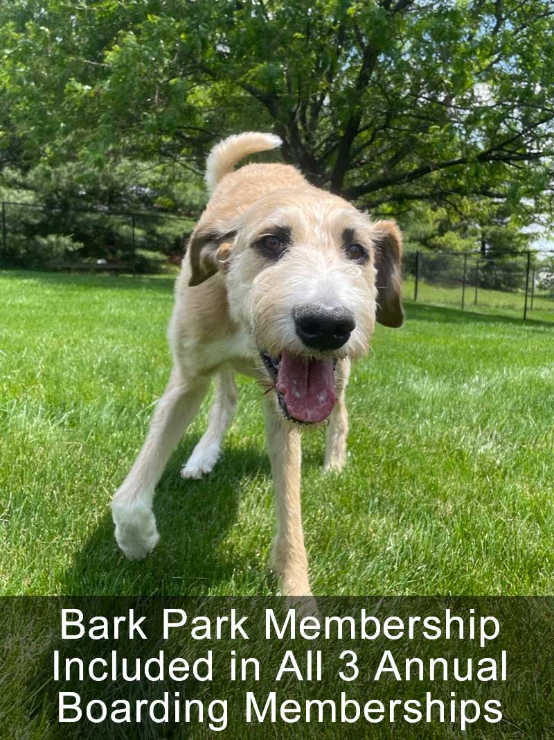 Bark Park Membership Included in All 3 Annual Boarding Memberships