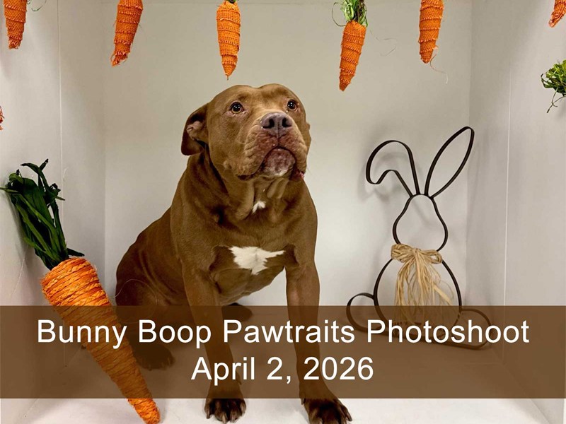 Bunny Boop Pawtraits Photoshoot is April&nbsp;2