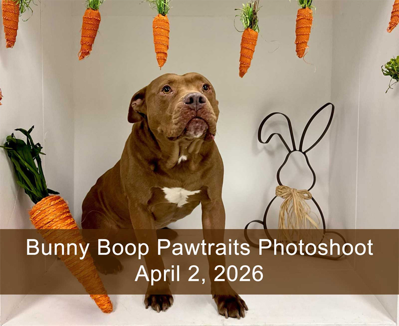 Bunny Boop Pawtraits Photoshoot is April 2, 2026 at Beverly's Pet Resort in Fishers