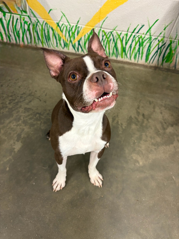 Daycare Pup of the Month: Felix